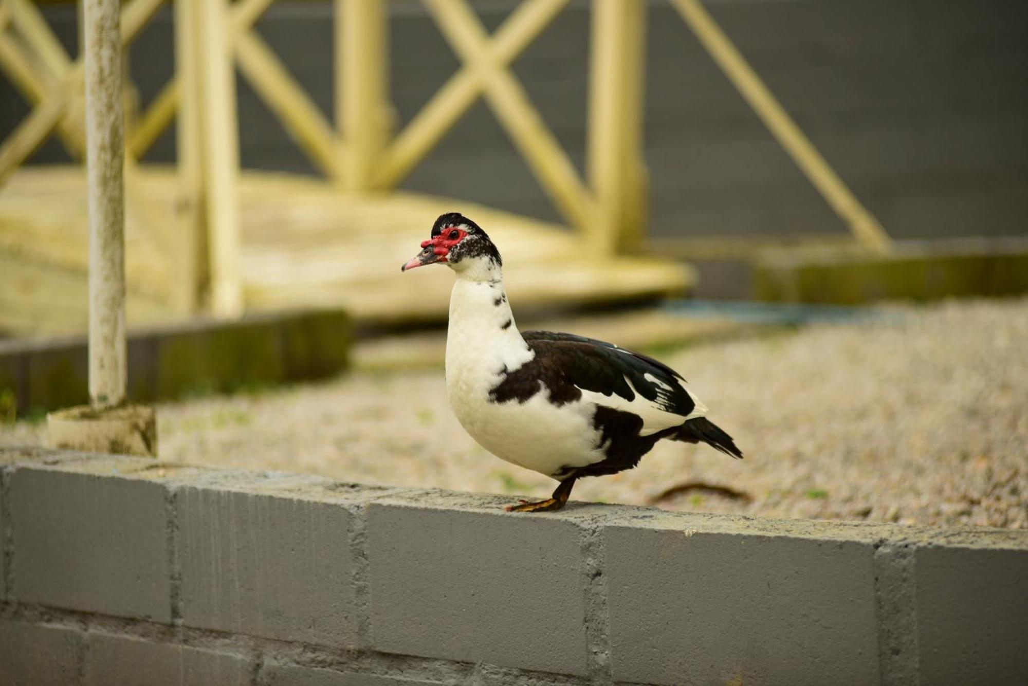 Pousada Chacara Rio Jordao Florianópolis 외부 사진